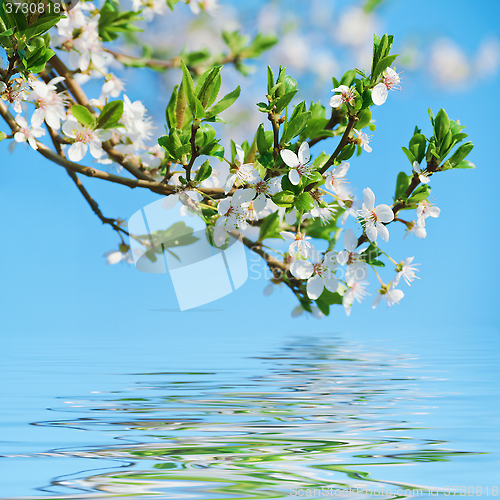 Image of Blooming Cherry Plum