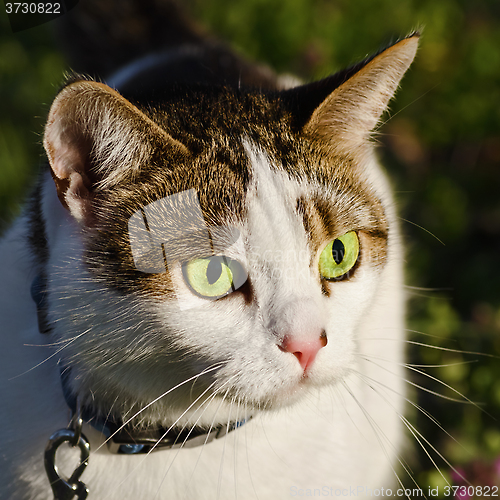 Image of Portrait Of Cat