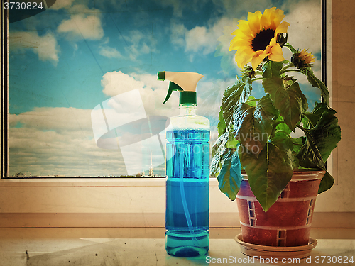 Image of Sunflower
