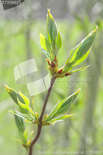 Image of Spring sprouting branch with blooming buds and new fresh leaves