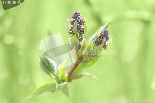 Image of Springtime bush sprouting sprig with blossoming leaves and fresh