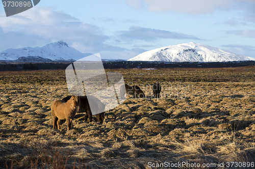 Image of Portrait of a herd of Icelandic horses
