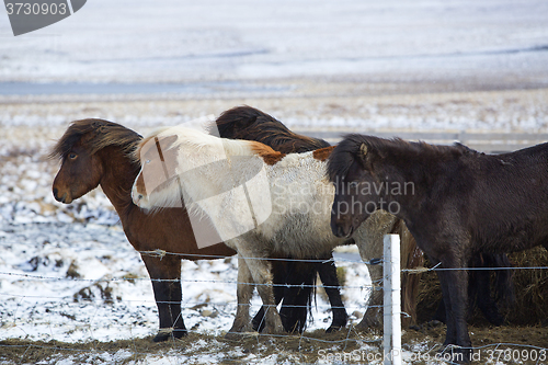 Image of Herd of Icelandic horses in wintertime