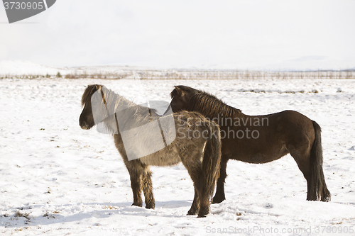 Image of Two Icelandic horses in wintertime