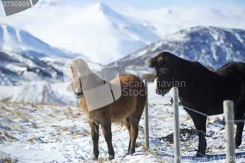 Image of Portrait of a herd of Icelandic horses