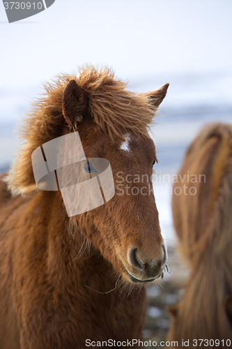 Image of Portrait of a young brown Icelandic foal