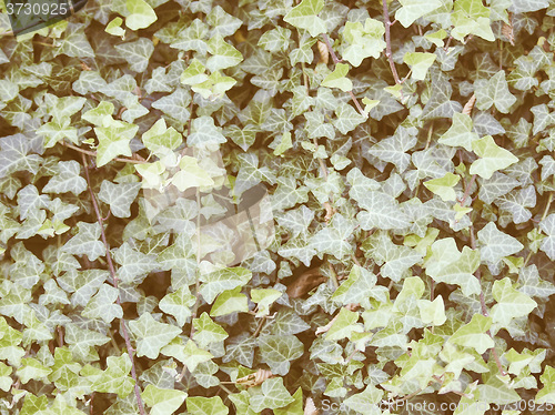 Image of Retro looking Ivy leaves