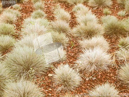 Image of Retro looking Shrubs