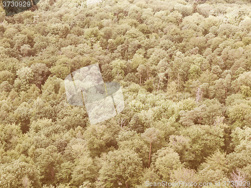 Image of Retro looking Forest of trees