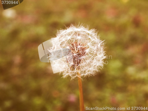 Image of Retro looking Dandelion picture