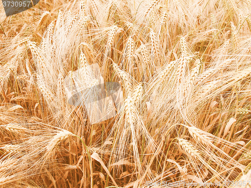 Image of Retro looking Barleycorn field