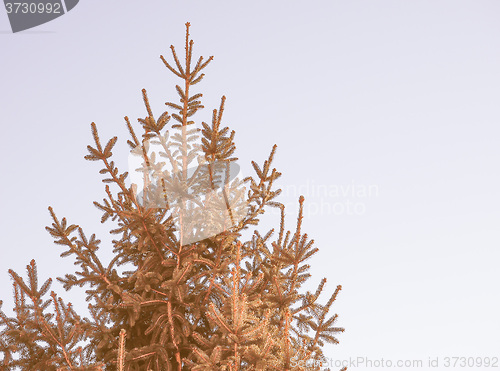 Image of Retro looking Pine tree