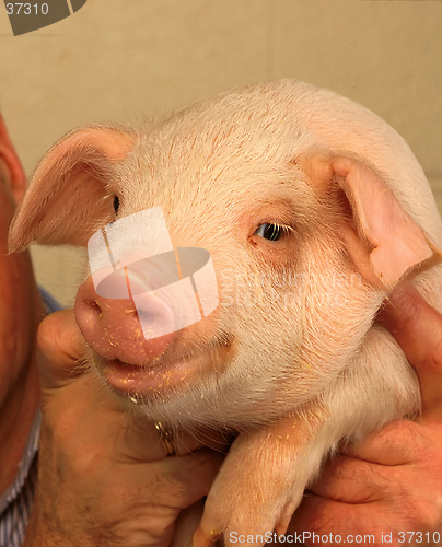 Image of Piglet