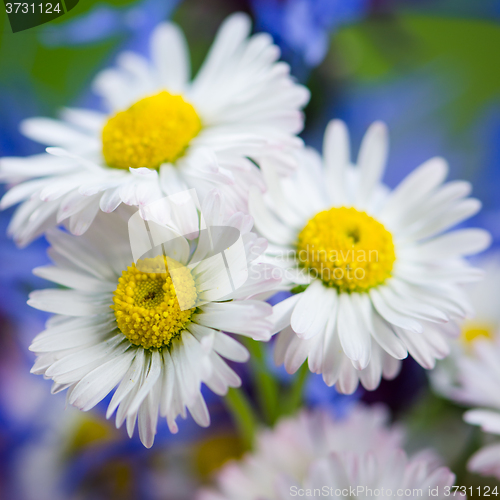 Image of Bouquet of field flowers, close-up  