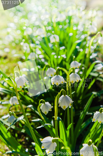 Image of White Spring snowdrops, close-up 