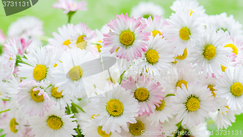 Image of Bouquet of small delicate daisy, close-up