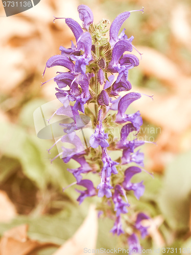 Image of Retro looking flower picture