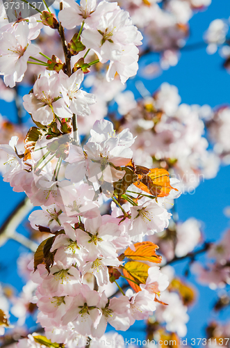 Image of Beautiful blossoming Sakura close up