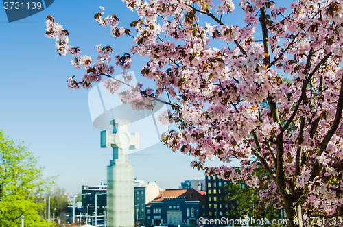 Image of Beautiful blossoming Sakura close up