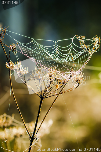 Image of Drops of dew on a web shined by morning light