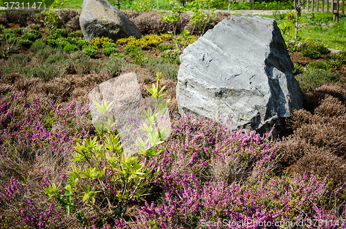 Image of Decorative flower bed in a garden with rocks and plants, close-u