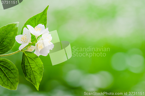 Image of Blooming jasmine bush, close-up