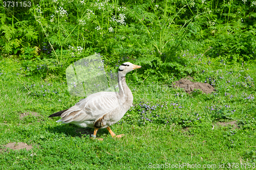 Image of The goose walks on a lawn and pinches a grass