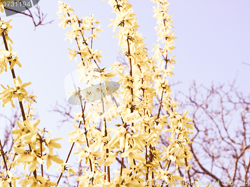 Image of Retro looking Forsythia picture