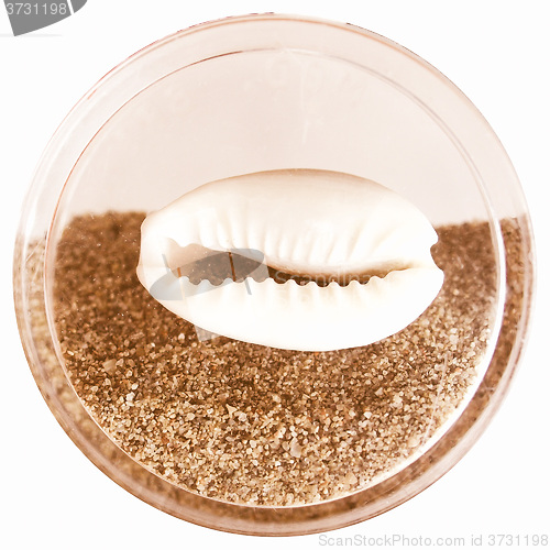 Image of  Sea shell and sand vintage