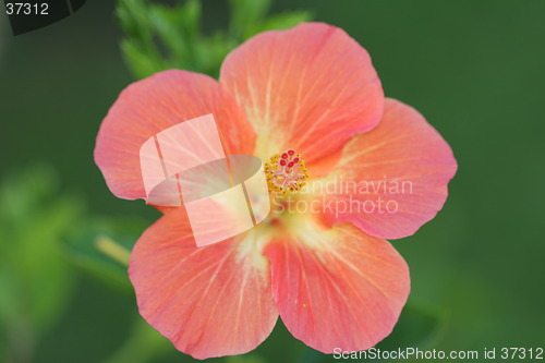 Image of Pale flower