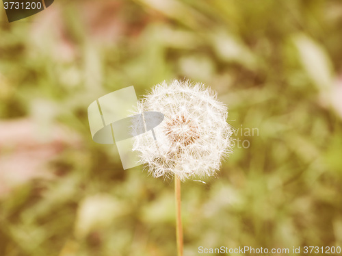 Image of Retro looking Dandelion flower