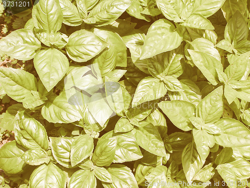 Image of Retro looking Basil picture