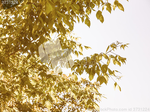 Image of Retro looking Tree top