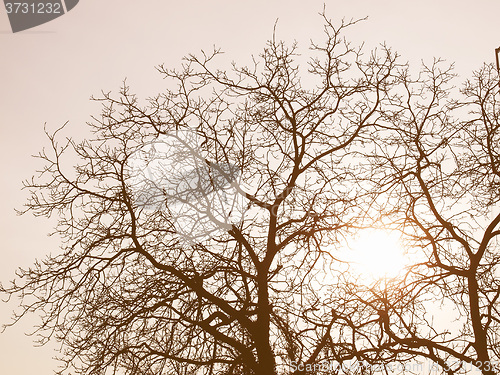 Image of Retro looking Tree picture