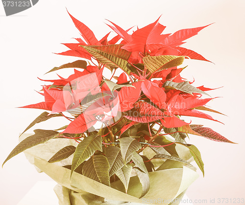 Image of Retro looking Poinsettia Christmas star