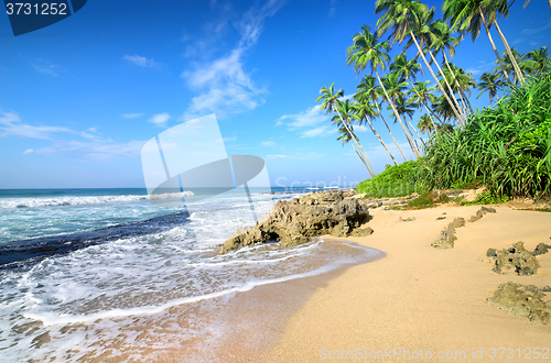 Image of Palms on a beach