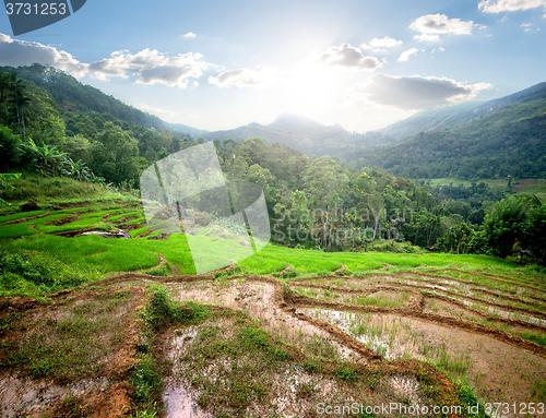 Image of Green rice fields