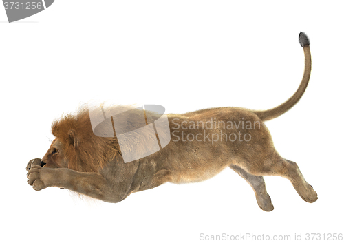 Image of Male Lion on White