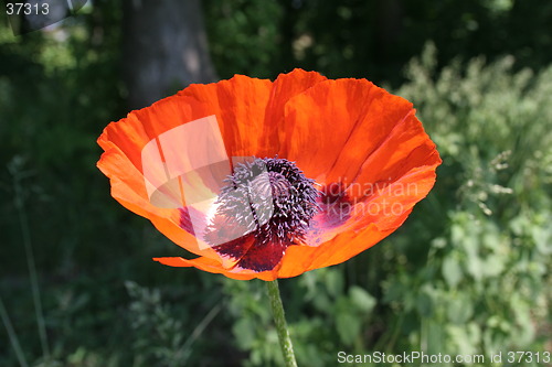 Image of Poppy in bloom