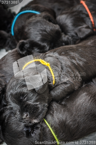 Image of Small group puppi breed Miniature Schnauzer 