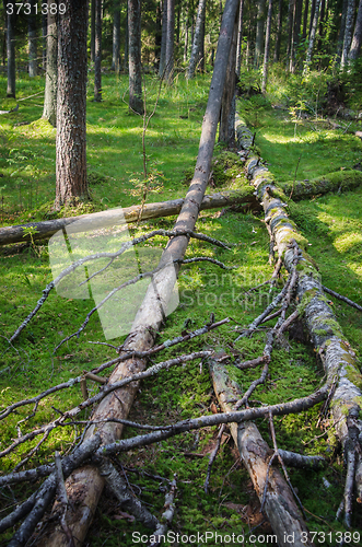 Image of Damaged wood pests and fallen trees in the forest