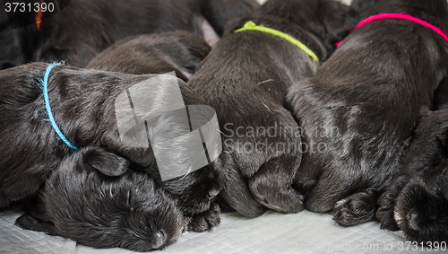 Image of Small group puppi breed Miniature Schnauzer 