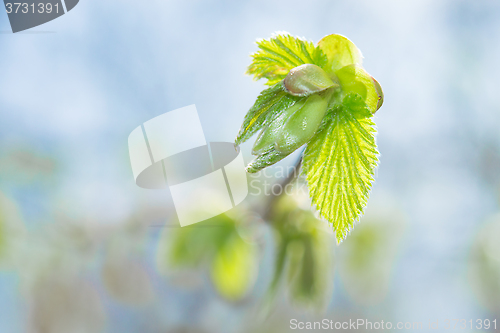 Image of Fresh spring sprouting leaves and buds on blossoming twig