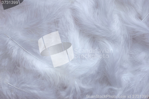 Image of White feathers background