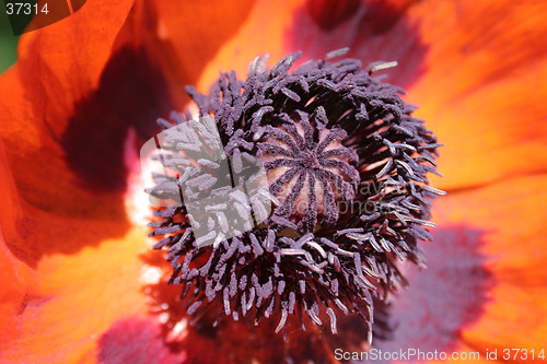 Image of Inside Poppy