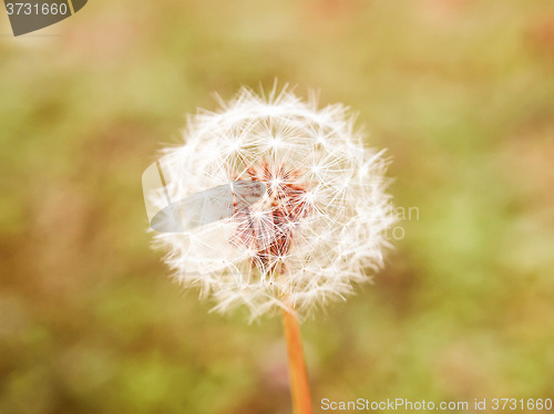 Image of Retro looking Dandelion