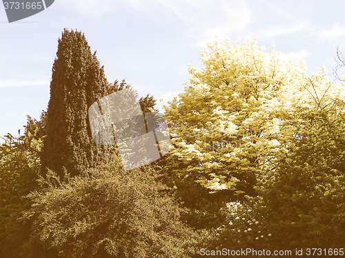Image of Retro looking Greenery background