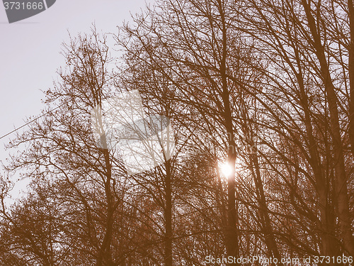 Image of Retro looking Sun behind the trees