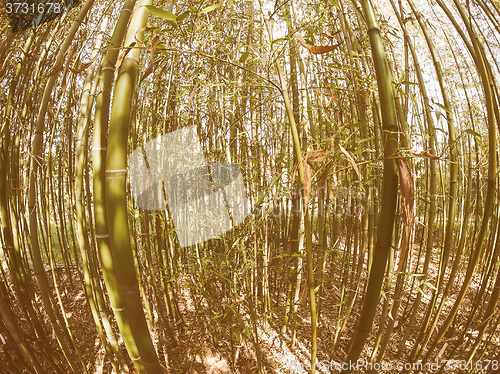 Image of Retro looking Bamboo tree