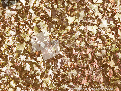 Image of Retro looking Ivy leaf